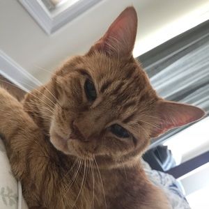 Meet your Posher, Roxanne